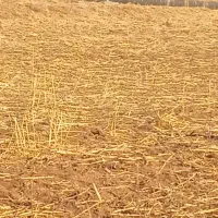 واگذاری پژدر 12 ماه از نسل کتف شکسته