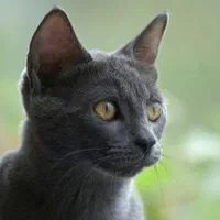 گربه نژاد راشن بلو اصل روسی