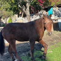 فروش اسب|اسب و تجهیزات اسب‌سواری|چمستان, |دیوار