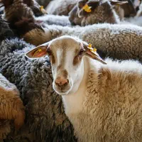 ۱۰ راس میش داشتی درجه یک