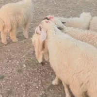 فروش بره