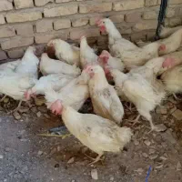 مرغ تخمی هم گوشتی