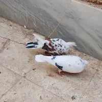 تعدادی کفتر پرشی و جوجه کشی|پرنده|گرمسار, |دیوار