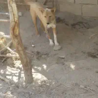 سگ نگهبان|سگ|گنبکی, |دیوار