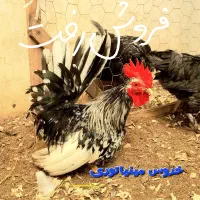 زینتی، گلین، لهستانی، مینیاتوری، توله‌های گلدن|حیوانات مزرعه|رودسر, |دیوار