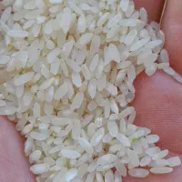 برنج درجه یک کامفیروزی|خوردنی و آشامیدنی|شیراز, شهرک فرزانگان|دیوار