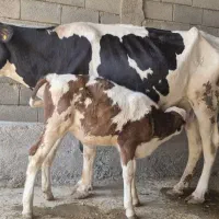 گاو گوساله|حیوانات مزرعه|مسجد سلیمان, |دیوار