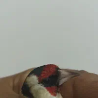 سهره رسمی منطقه بستان اباد