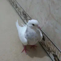 طوقی الماسیه