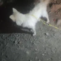 سگ گمشده|سگ|ایرانشهر, |دیوار