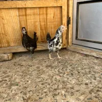 نیمچه گلین|حیوانات مزرعه|شهرکرد, |دیوار