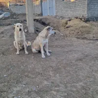 سگ ماده پژدر|سگ|لاجان, |دیوار