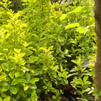قیمت مناسب