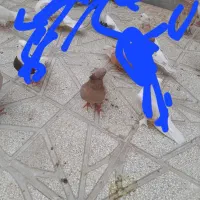 ماده اتشی جوجه داده