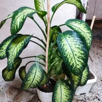 گل دیفن به علت جابجای