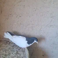 چپ سیاه ماده