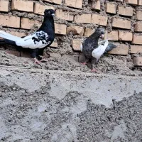 سینه کوهی وسینه سیاه|پرنده|باوی, |دیوار