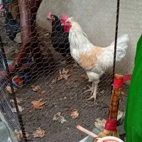 خروس بالغ خانگی