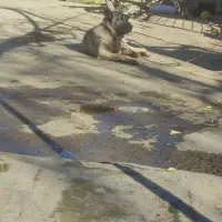 توله 7ماهه|سگ|تاتار علیا, |دیوار