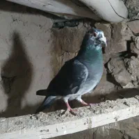 سلام سار کله جوزی گرفتنی