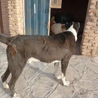 سگ فروشی. سن یکسال نیم هست|سگ|زیرکوه, |دیوار