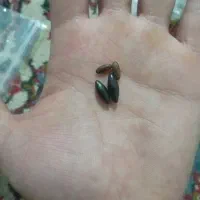 باسلام سنگ قیمتی عکس ببینید