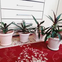 ۴ عدد گل و گلدان