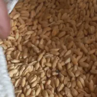 گندم اذر دو ، بذر کیلو 27