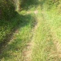 باغ کیوی ۱۳۰۰متری دور محصور