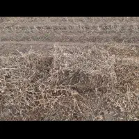 پرس بندی شده سویا