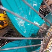 پنکه ابمیوه گیری اتو انتیک|پنکه و تصفیه‌کنندهٔ هوا|بومهن, |دیوار