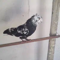 کبوتر|پرنده|نقده, |دیوار