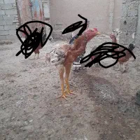 خروس لاری
