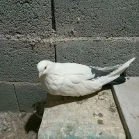 کبوتر دم سبز، دم سیاه،دم سرخ|پرنده|بروجن, |دیوار