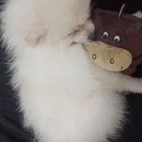 پامر عروسکی شناسنامه دار با وسایل کامل|سگ|کرمانشاه, |دیوار