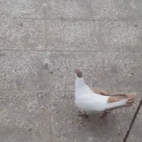 کبوتر|پرنده|مشهد, ایثار|دیوار