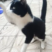 واگذاری فوری گربه|گربه|یزد, |دیوار