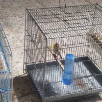 سهره|پرنده|رباط‌کریم, شهرک صنعتی ده‌حسن|دیوار