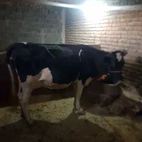 گاو و گوساله و گاو آبستن شیری جوان|حیوانات مزرعه|صحنه, |دیوار