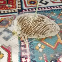 عسل کوهی درجه یک|خوردنی و آشامیدنی|جره و بالاده, |دیوار