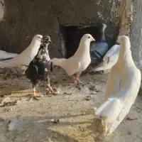 کفترصیدپرشی|پرنده|چناران, |دیوار
