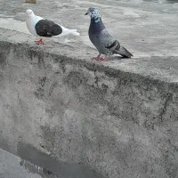 کبوتر فروشی به شرط نطفه
