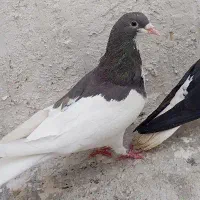 یال ماده بشرط