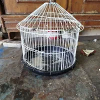 قفس سهره خاکی معاوضه با قفس سهره