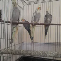 عروس هلندی|پرنده|دماوند, دماوند|دیوار