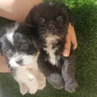 توله سایز ریز