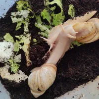 حلزون و خاویار