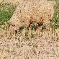 بره نر گوسفند قوچ