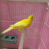 قناری طلایی مست خوان