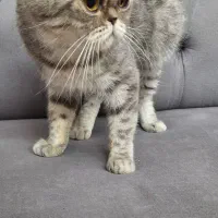 فروش پرشین اگزوتیک به شرط عقیم سازی|گربه|رشت, گلسار|دیوار